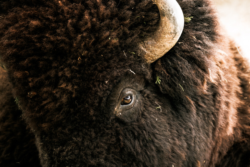 Close-up of a bison's face showing its dark eye, thick fur, and curved horn in profile.