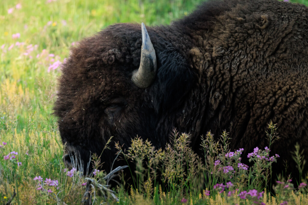 Dark brown bison with prominent horns grazes among purple wildflowers and green grasses