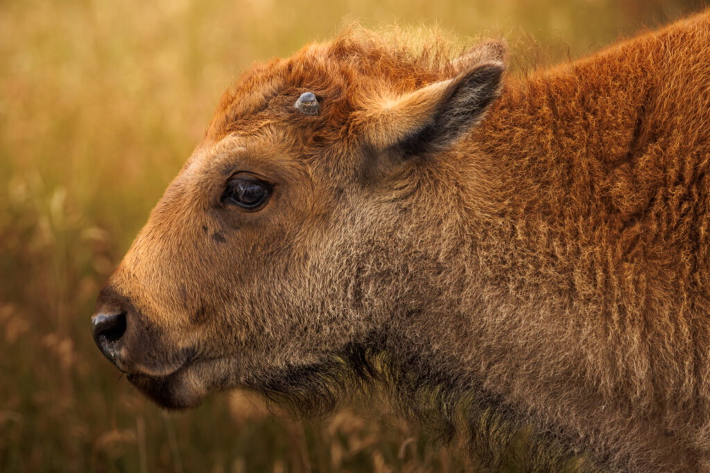 Brown bison with thick coat and dark horns in profile, facing left against blurred golden background