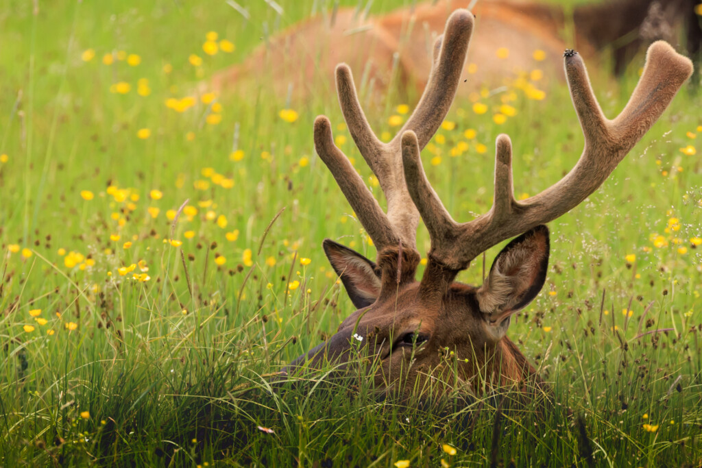 A young buck lies in tall grass dotted with yellow wildflowers, displaying velvety antlers still in growth.