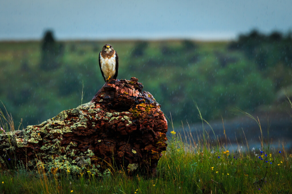 A falcon stands alert on a lichen-covered log in an open meadow with wildflowers and grassy field stretching to the horizon.