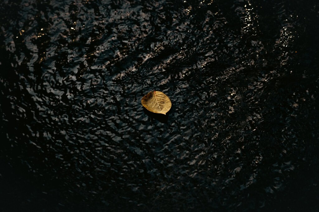 A single golden leaf floats on the surface of dark, rippling water with subtle light reflections