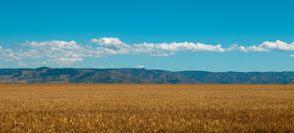 Golden wheat field stretching to distant mountains under a bright blue sky with white clouds